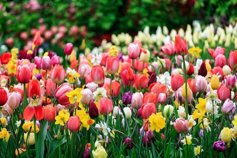 Different coloured tulips (Tulipa), colourful tulip bed, Keukenhof gardens, Lisse, Bollenstreek,