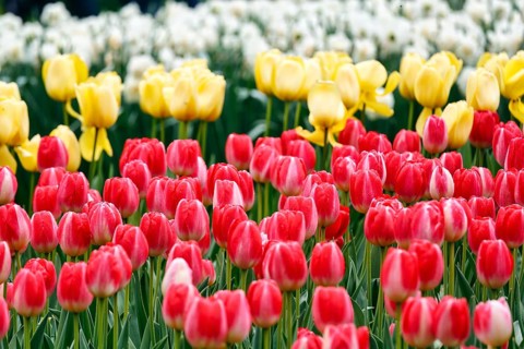 Different coloured tulips (Tulipa), colourful tulip bed, Keukenhof gardens, Lisse, Bollenstreek,