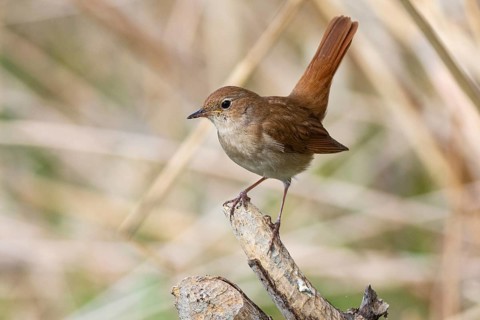 Nightingale (Luscinia megarhynchos) Germany