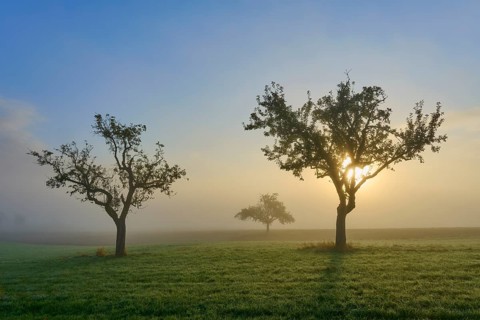 Three orchard trees illuminated by sunlight in a misty meadow landscape, Mönchberg, Miltenberg,