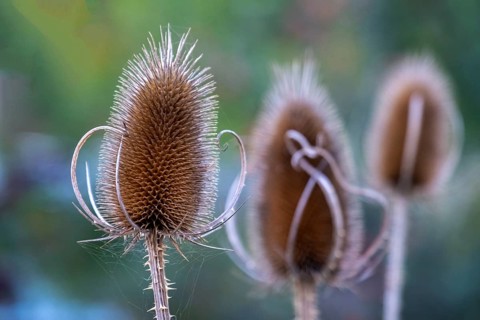 Wild teasel with blurred background showing an autumn scene, South Tyrol, Italy, Europe