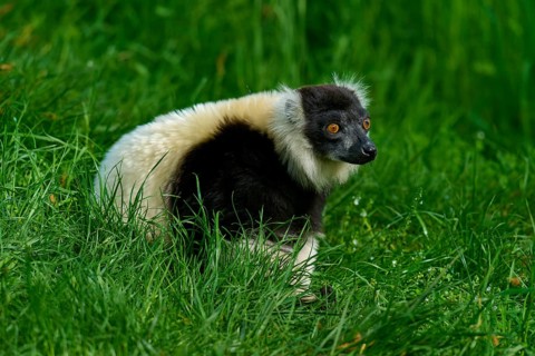 Black-and-white ruffed lemur (Varecia variegata), sitting attentively in the grass of an open