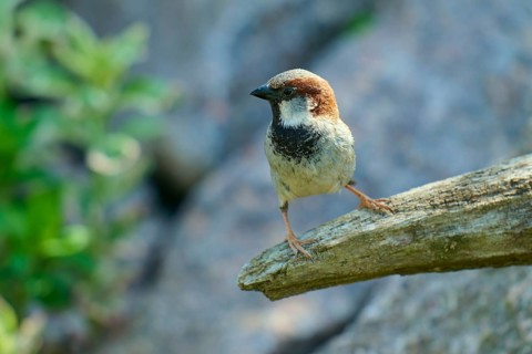 House sparrow (Passer domesticus), sitting attentively on a branch, gently illuminated by sunlight,