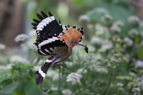 Hoopoe (Upupa epops) in flight with captured mole cricket, Upper Spreewald, Brandenburg, Germany,