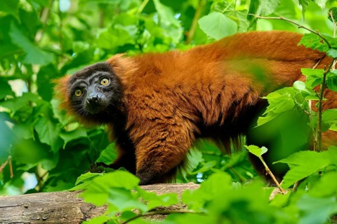 Red ruffed lemur (Varecia rubra), peering curiously between green leaves, France, Europe