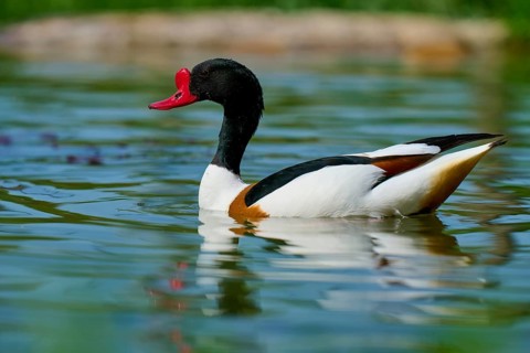 Shelduck (Tadorna tadorna), gliding calmly over a pond with a clear water surface, France, Europe