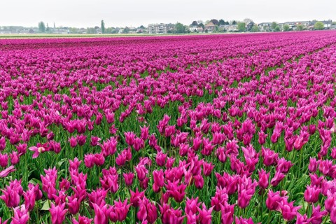 Pink tulips, dull spring weather, cloud cover, tulip field, Bollenstreek, South Holland,