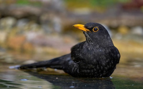 Blackbird (Turdus merula), male bathing, biosphere reserve, Swabian Alb, Baden-Württemberg,