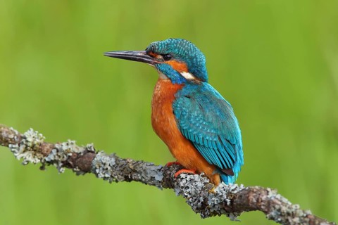 Kingfisher (Alcedo atthis), male sitting on a branch overgrown with lichen, Wildlife, Nature