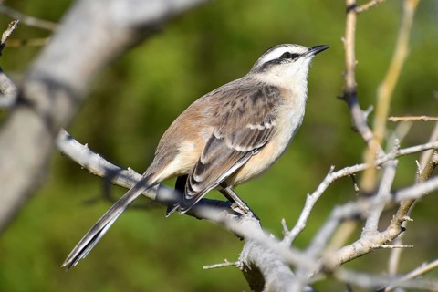 Close-up of a Campos mockingbird (Mimus saturninus), seen while birdwatching in Buenos Aires,