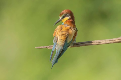 European bee-eater (Merops apiaster) on a branch during the breeding season in spring. Jechtingen,