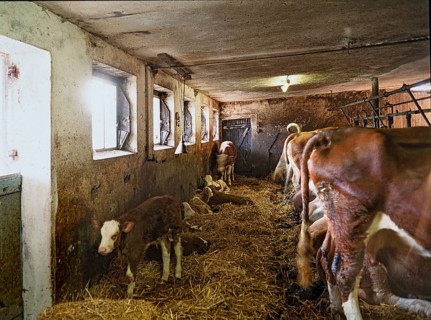 Tethered calves in a cow barn with tethering, Bavaria, Germany, Europe
