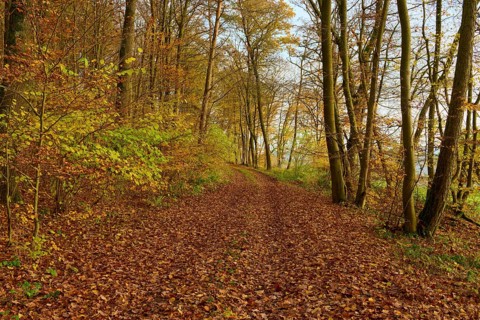 A quiet path through an autumn coloured forest with golden leaves, Hornbach, Walldürn, Odenwald,
