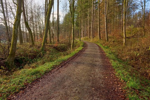 A narrow forest path meanders through the autumn forest under leafless treetops, Odenwald,