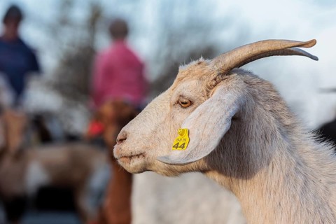 Domesticated goat livestock raised for meat producion on a ranch in Sonora, Texas, USA, North