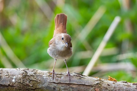 Nightingale (Luscinia megarhynchos) Germany