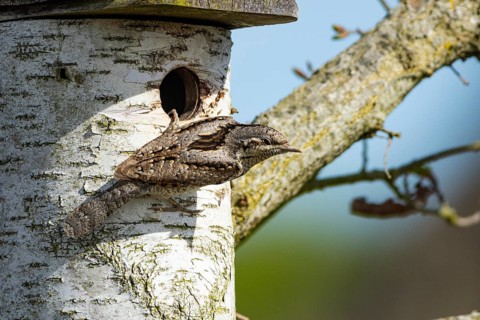 Eurasian wryneck (Jynx torquilla) Germany