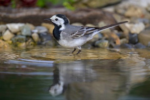 White wagtail (Motacilla alba), male bathing, biosphere reserve, Swabian Alb, Baden-Württemberg,