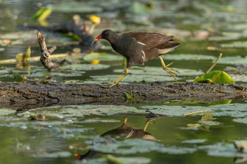 A bog hen (Gallinula chloropus) runs over a tree trunk to her chicks in her nest. Bas rhin, Alsace,