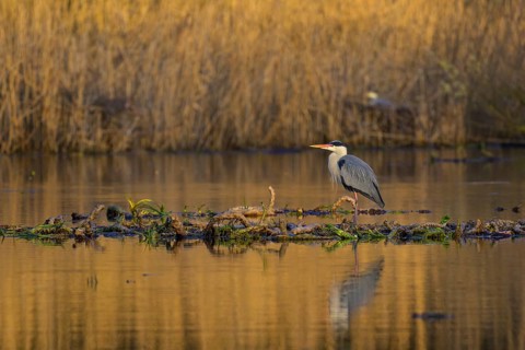 Grey heron (Ardea cinerea), adult heron standing on a water lily root in the water, in front of a