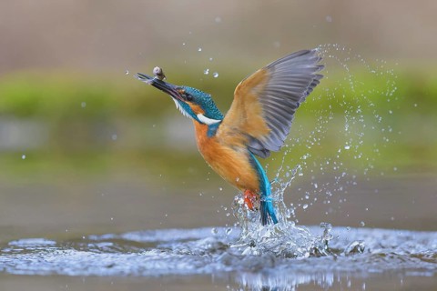 Kingfisher (Alcedo atthis), taking off from the water with a fish in its beak, Lechauen, Bavaria,