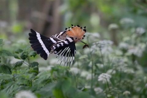 Hoopoe (Upupa epops) in flight with captured mole cricket, Upper Spreewald, Brandenburg, Germany,