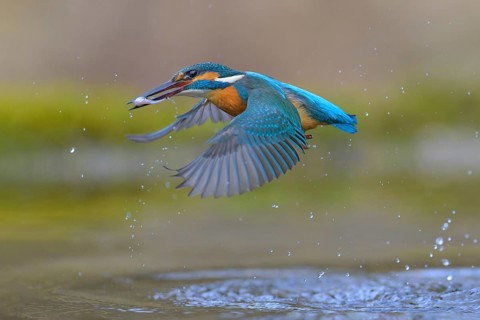 Kingfisher (Alcedo atthis), taking off from the water with a fish in its beak, Lechauen, Bavaria