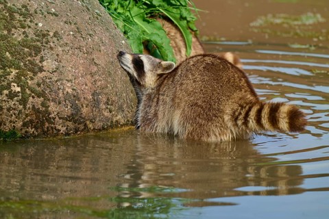 A raccoon (Procyon lotor), leaning against a stone in the water, surrounded by green vegetation,