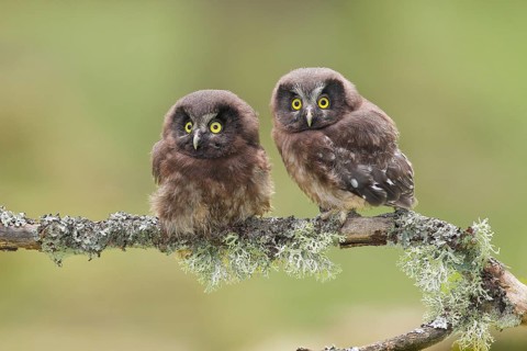 Great Horned Owl (Aegolius funereus), Two young birds perched on a larch branch, Wildlife, Nature
