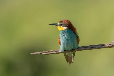 European bee-eater (Merops apiaster) on a branch during the breeding season in spring. Jechtingen,