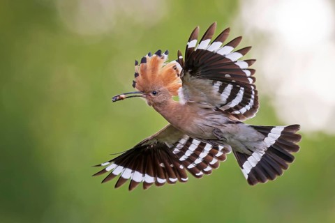 Hoopoe (Upupa epops) Bird of the Year 2022, male with food, prey, bridal gift, mating, courtship,