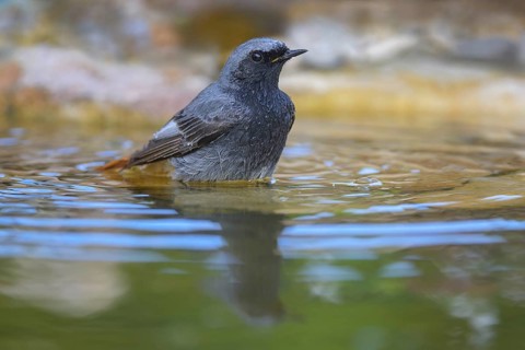 Black redstart (Phoenicurus ochruros), male bathing, biosphere reserve, Swabian Alb,