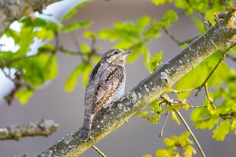 Eurasian wryneck (Jynx torquilla) Germany