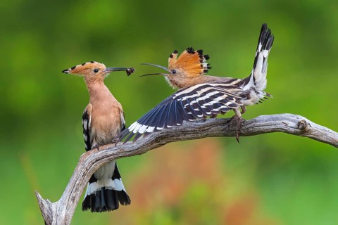 Hoopoe (Upupa epops) Bird of the Year 2022, male with food for his female, bridal gift, pair