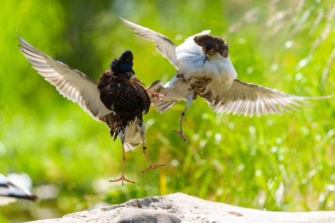 Two ruff flying together fighting, wings spread out over green grass, ruff (Calidris pugnax, syn.: