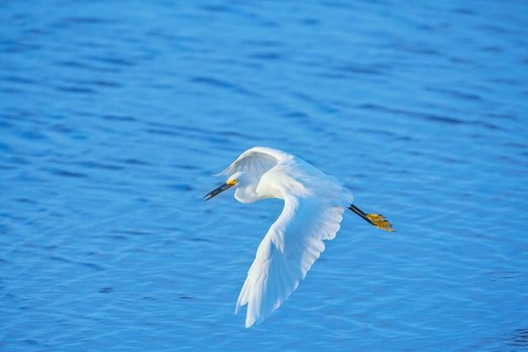 Snowy Egret (Egretta thula) in flight, Sanibel Island, J.N. Ding Darling National Wildlife Refuge,