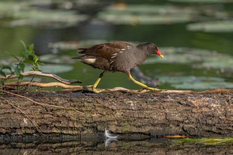 A bog hen (Gallinula chloropus) runs over a tree trunk to her chicks in her nest. Bas rhin, Alsace,