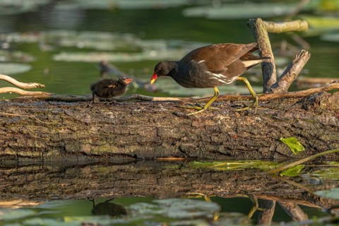 A common moorhen (Gallinula chloropus) provides food for its two-week-old young owl. Bas rhin,