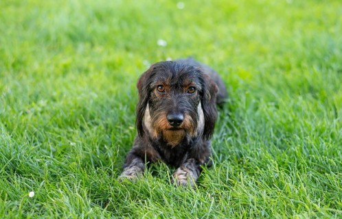 Rough-haired dachshund (Canis lupus familiaris) male, 4 years old, animal portrait, lying on a