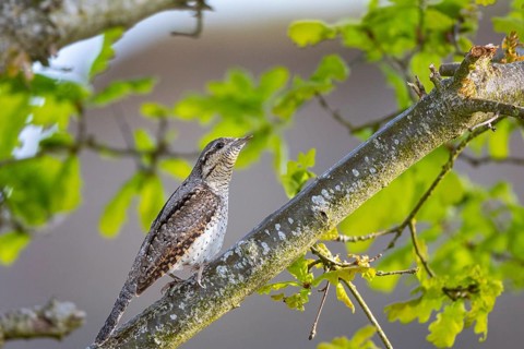 Eurasian wryneck (Jynx torquilla) Germany