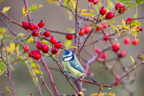 Blue tit (Parus caeruleus) Germany