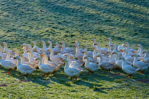 A large community of geese on a meadow covered with morning dew, Kirchzell, Amorbach, Odenwald,