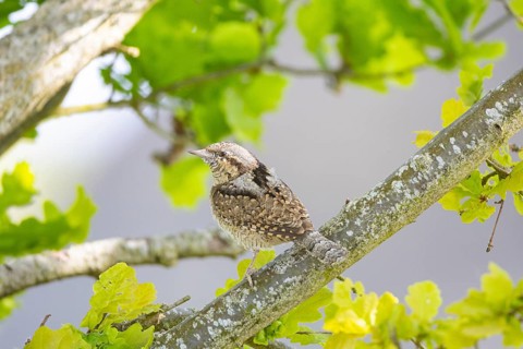 Eurasian wryneck (Jynx torquilla) Germany