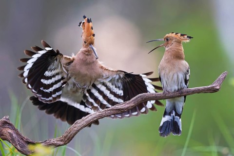 Hoopoe (Upupa epops) Bird of the Year 2022, male with food for his female, bridal gift, pair
