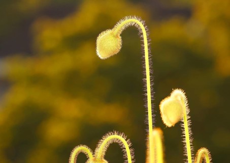 Iceland poppy (Papaver nudicaule), buds, in the evening light, North Rhine-Westphalia, Germany,