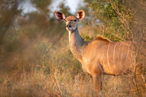 Greater kudu (Tragelaphus strepsiceros) in dry grass, adult female in evening light, alert, Kruger