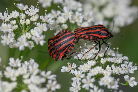 Mating striped bugs (Graphosoma lineatum) on a goutweed flower, Bavaria, Germany, Europe