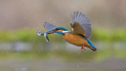 Kingfisher (Alcedo atthis), in flight with two fish in its beak, Lechauen, Bavaria