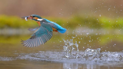 Kingfisher (Alcedo atthis), taking off from the water with a fish in its beak, Lechauen, Bavaria