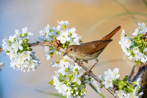 Nightingale (Luscinia megarhynchos) Germany